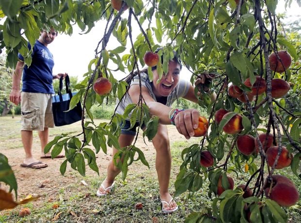 Howard's Orchard